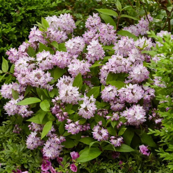 Raspberry Sundae Deutzia (DEUTZIA RASPBERRY SUNDAE) - 2 gallon
