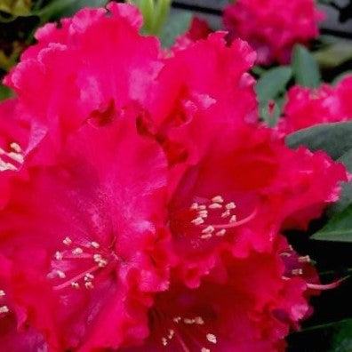Holden’s ™ Red Rhododendron (RHODO. HOLDENS RED) - 3 gallon 15"
