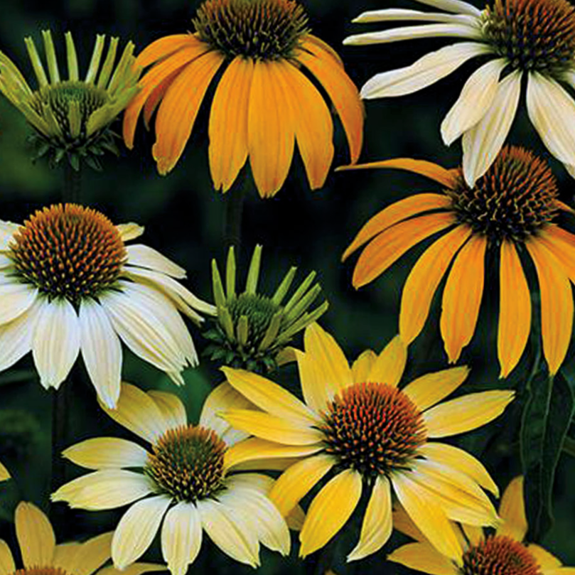 Mellow Yellows Coneflower (ECHINACEA P. MELLOW YELLOWS)