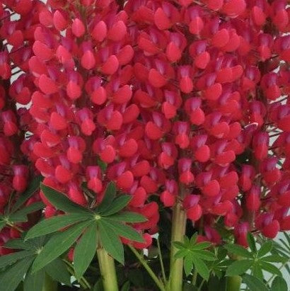 Staircase™ Red Lupine (LUPINUS STAIRCASE™ RED) - 1.5 gallon