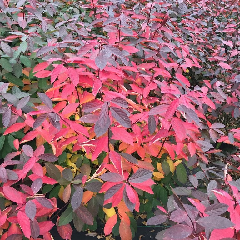 Proven Winners® Color Choice® Scentlandia Sweetspire (ITEA VIRGINICA ‘SMNIVDFC’) - 3 gallon 15"