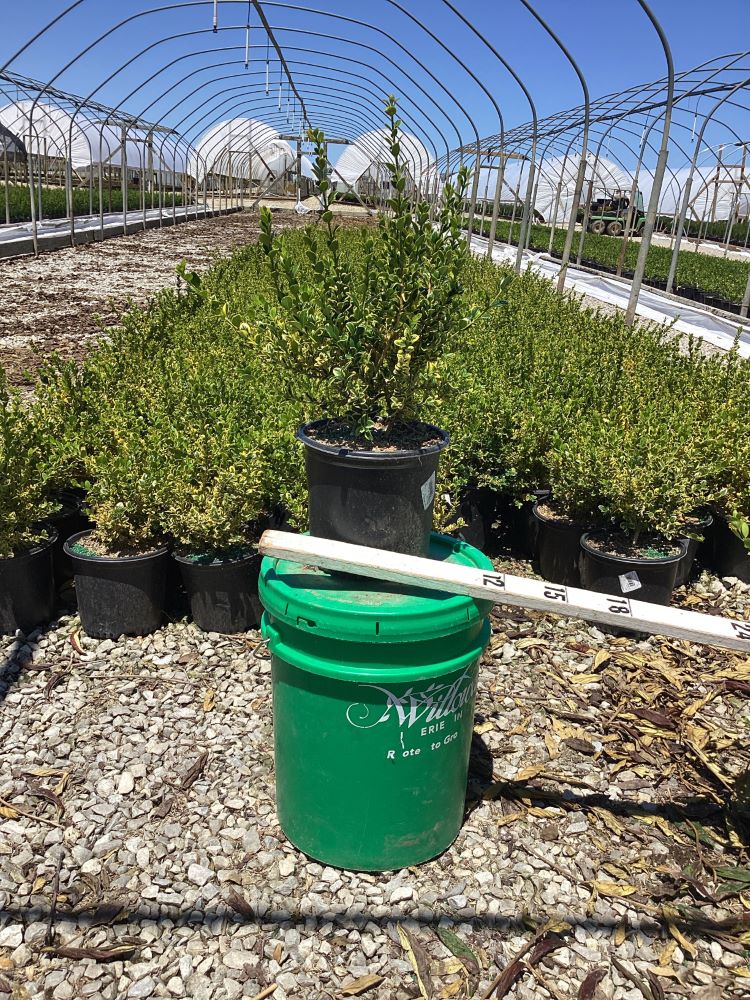 Gold Gem Variegated Boxwood (BUXUS GOLD GEM) - 1 gallon 8"