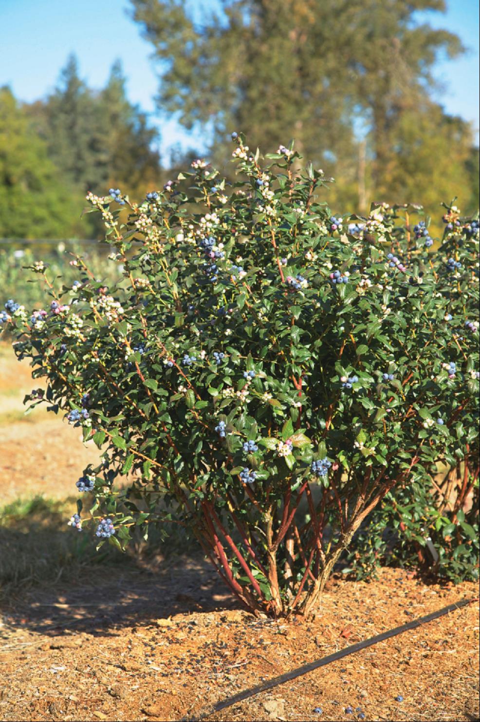 Perpetua Blueberry (VACCINIUM PERPETUA)