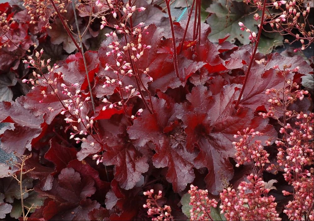 Forever Red Coralbells (HEUCHERA FOREVER RED)