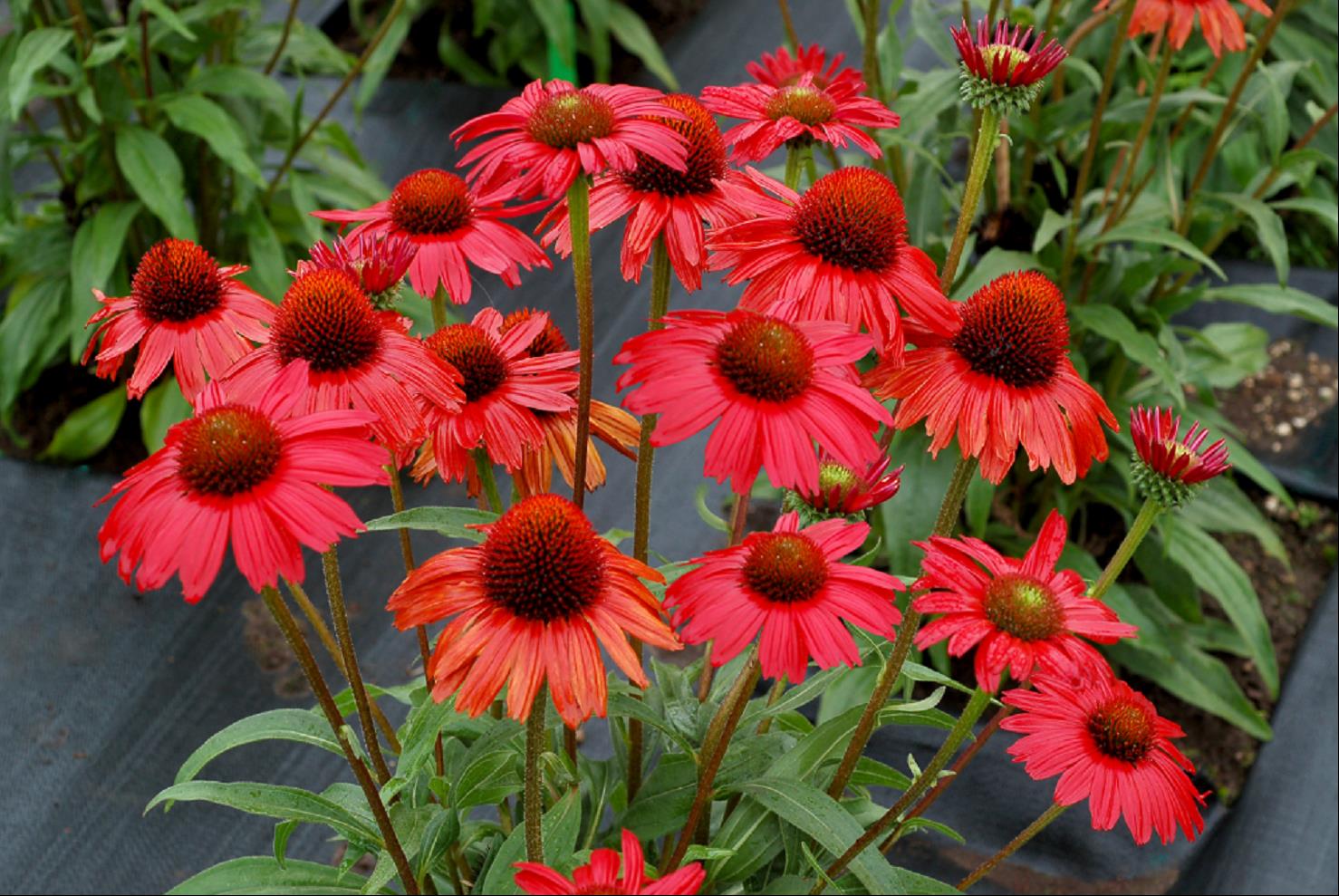 Kismet™ Red Coneflower (ECHINACEA KISMET RED) - 3QT