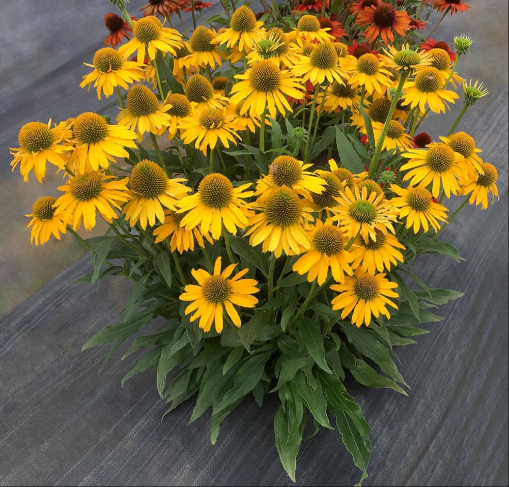 Kismet™ Yellow Coneflower (ECHINACEA KISMET YELLOW) - 3QT