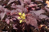 Nightglow® Bush Honeysuckle (DIERVILLA S. NIGHTGLOW) - 3 gallon 15"