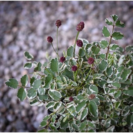 SANGUISORBA &
