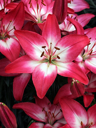 Tiny Diamond Dwarf Asiatic Lily (LILIUM ASIATIC TINY DIAMOND)