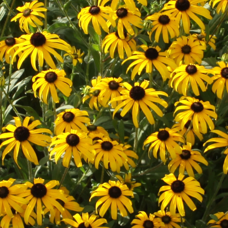 RUDBECKIA X &