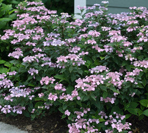 HYDRANGEA S &