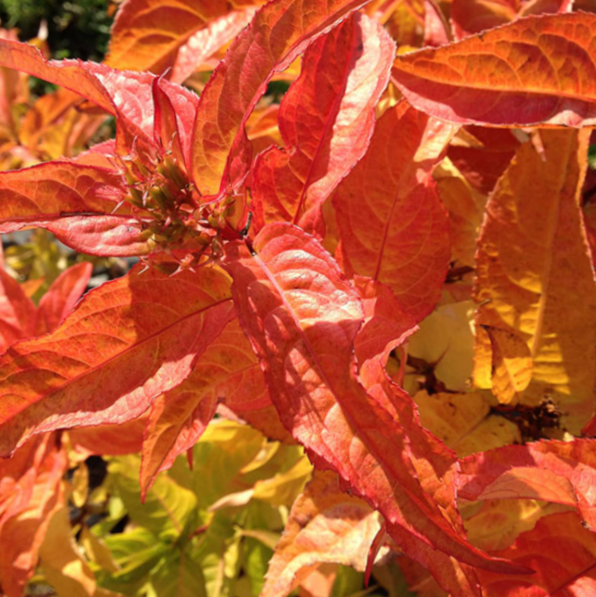 Kodiak® Orange Honeysuckle (DIERVILLA S. KODIAK® ORANGE) - 3 gallon 15"