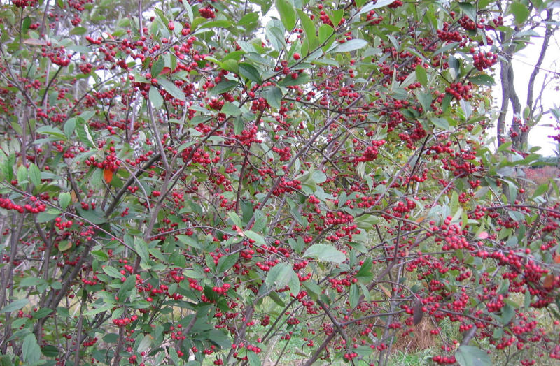 Red Chokeberry (ARONIA ARB. BRILLIANTISSIMA)