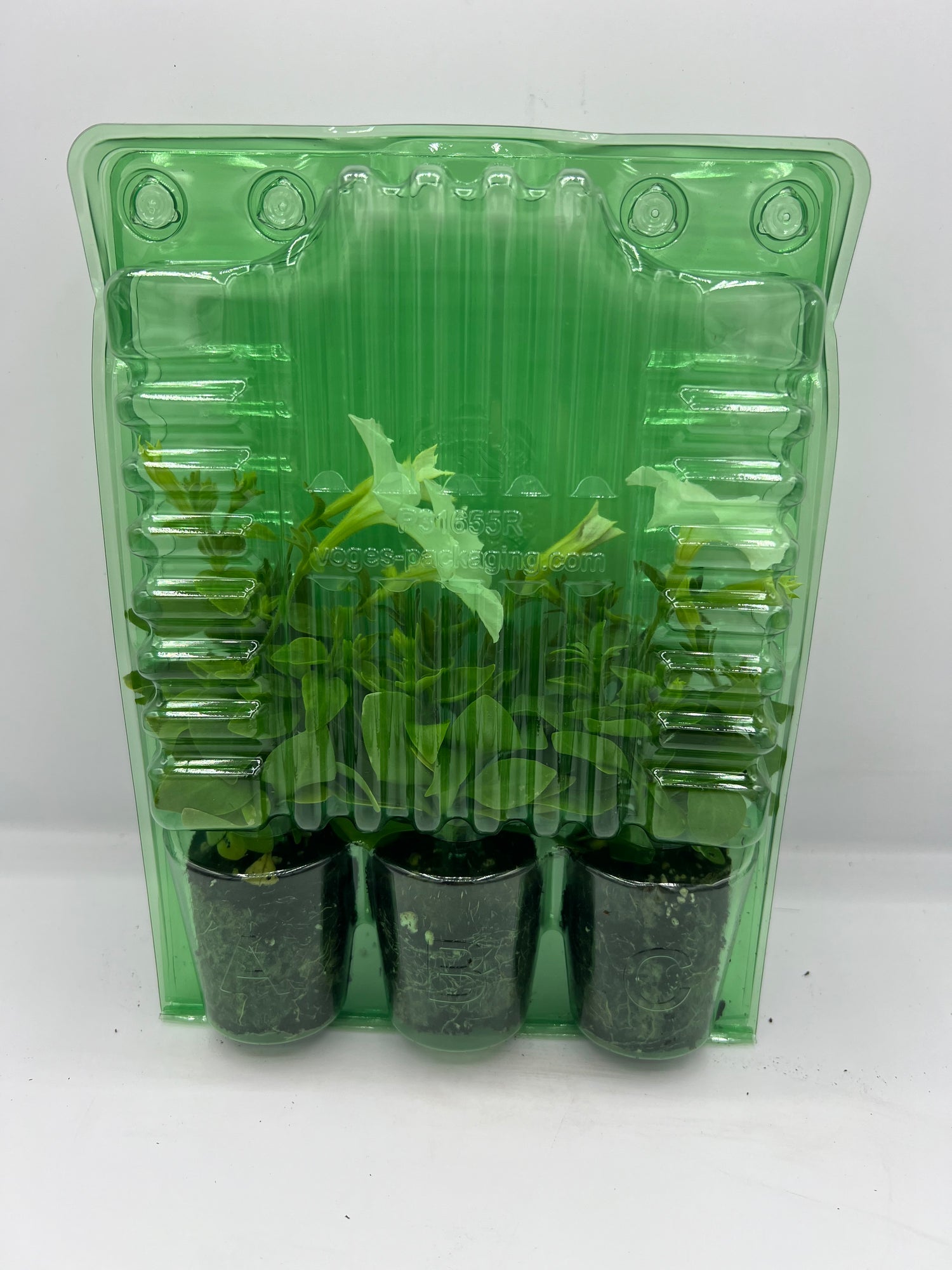 Firefly Petunia 45mm 3pk