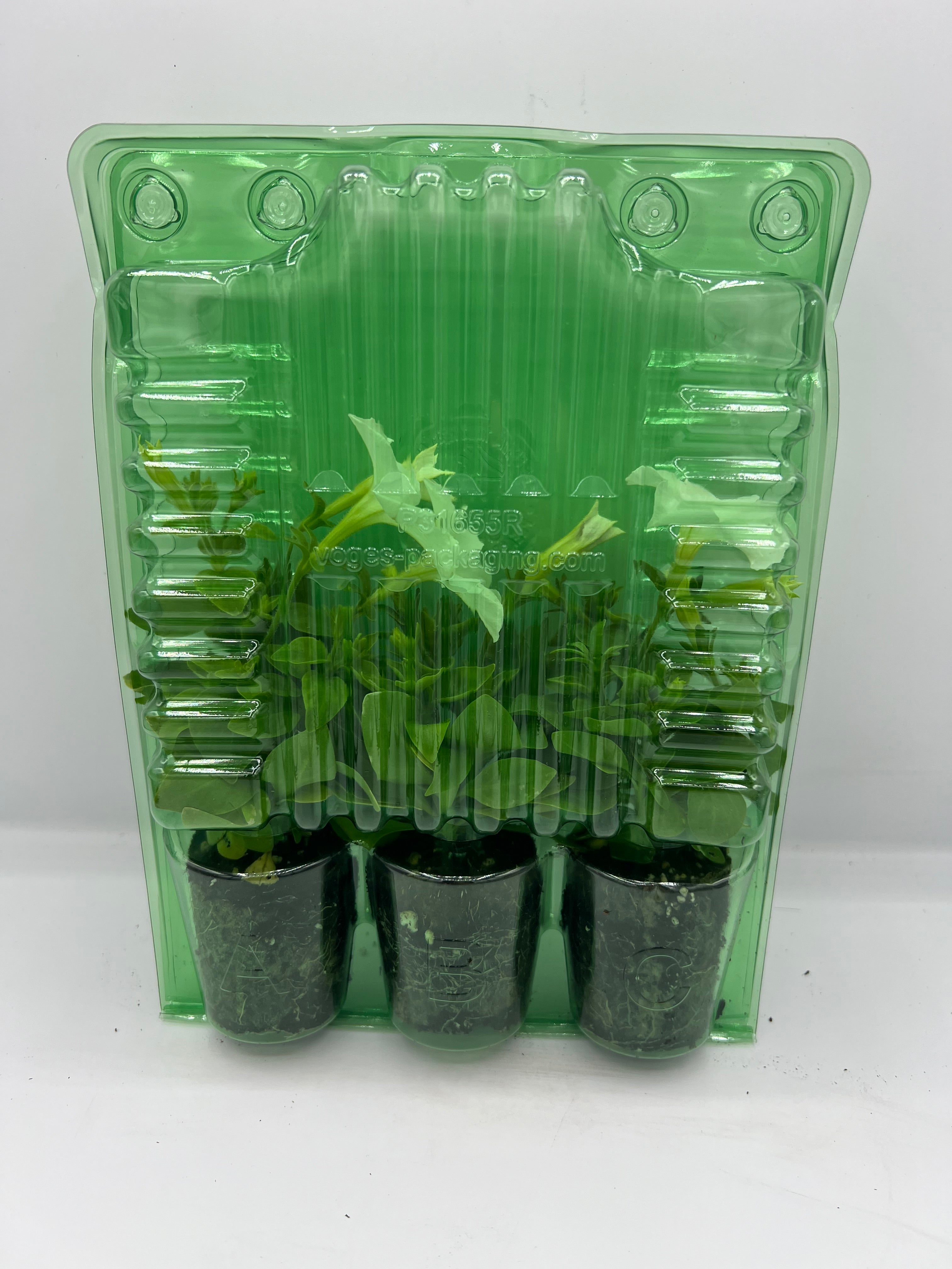 Firefly Petunia (Petunia x atkinsiana)