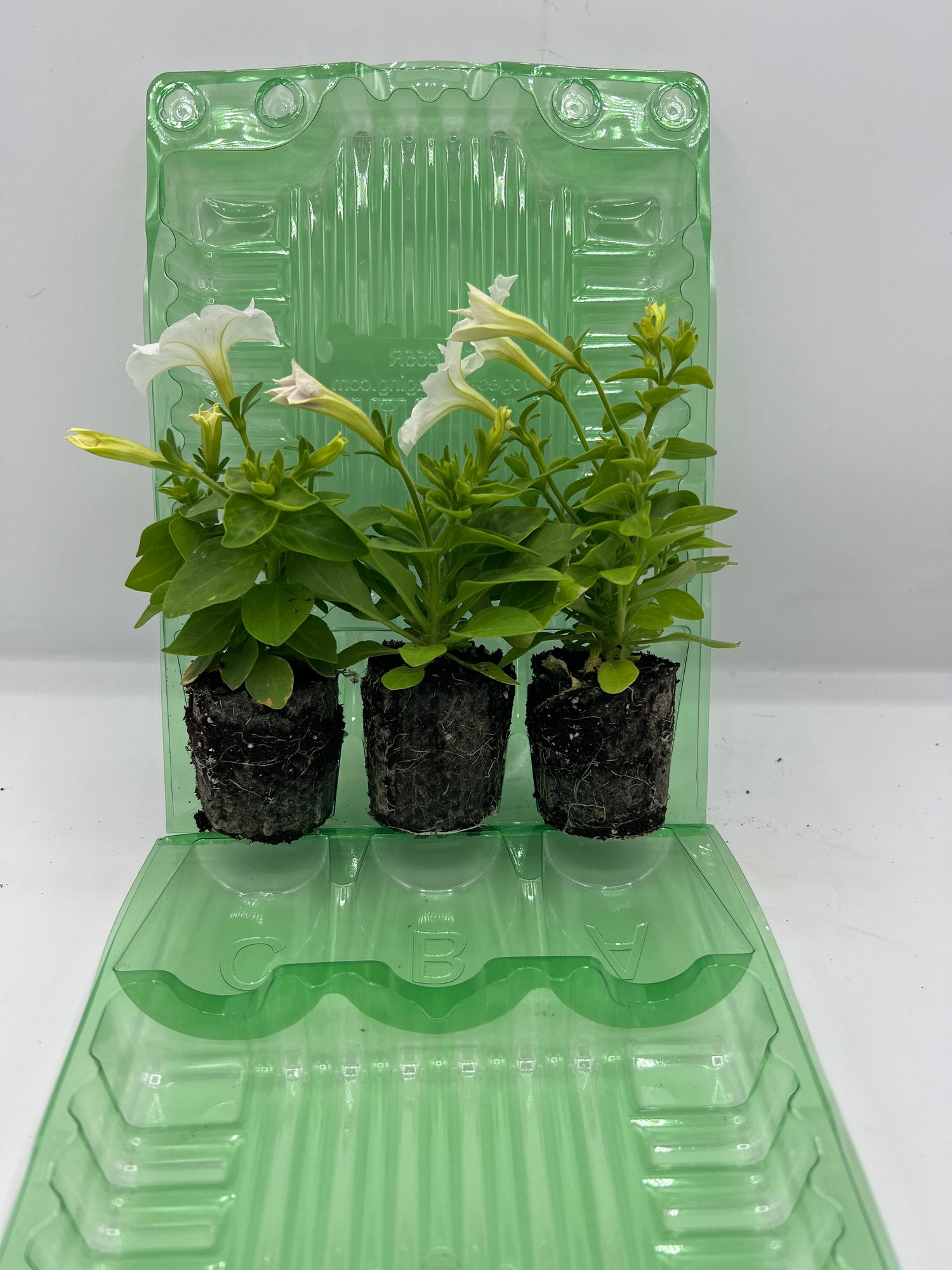 Firefly Petunia 45mm 3pk