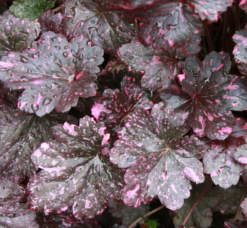 Midnight Rose Coral Bells (HEUCHERA MIDNIGHT ROSE) - 1 gallon