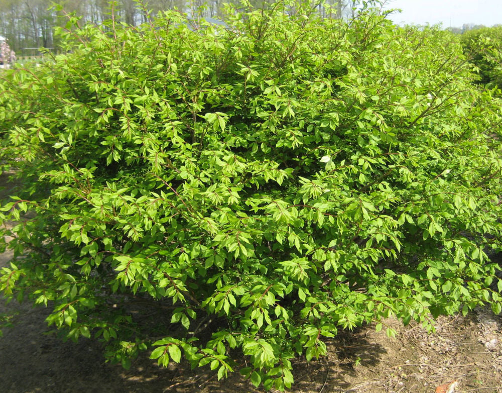 Dwarf Burning Bush (Euonymus alatus &