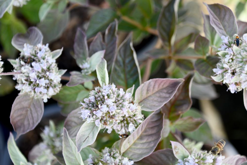 Smokey Mountain Mint (Pycnanthemum x &