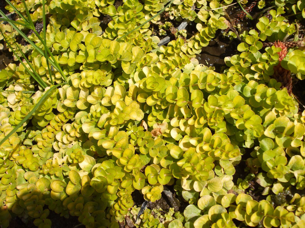 Golden Creeping Jenny (Lysimachia nummularia &