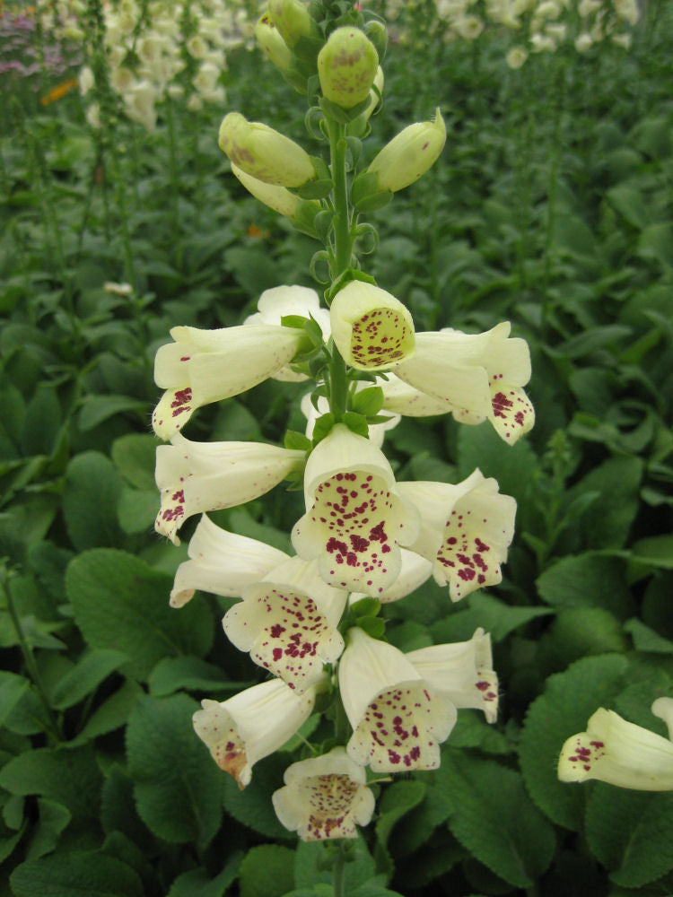 Camelot Cream Foxglove (Digitalis x &