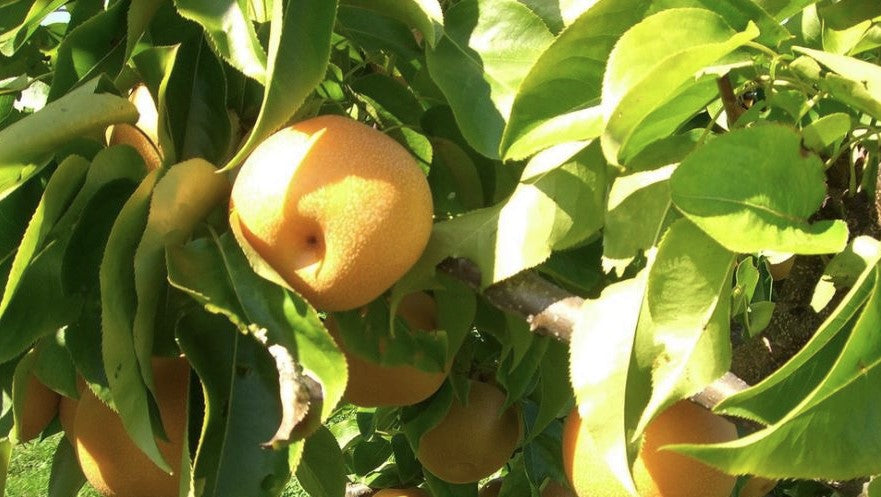 European Pear (Prunus &