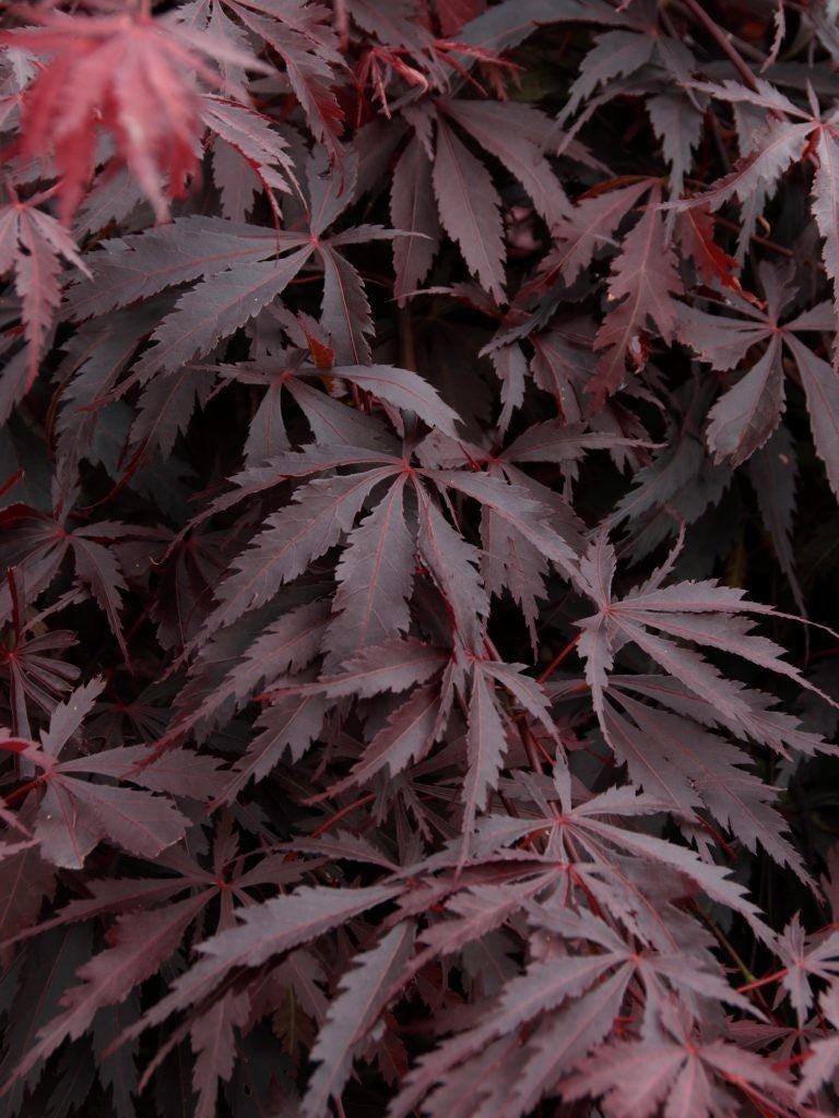 Burgundy Lace Japanese Maple (Acer palmatum &