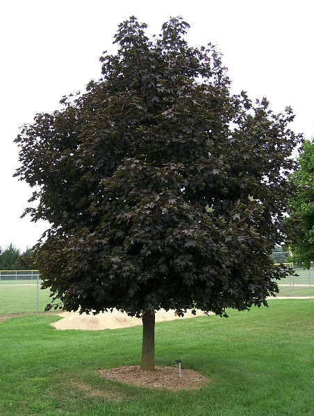 Crimson King Norway Maple (Acer platanoides &