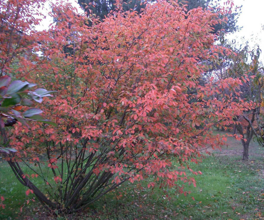 Serviceberry (Amelanchier canadensis) - 3 gallon