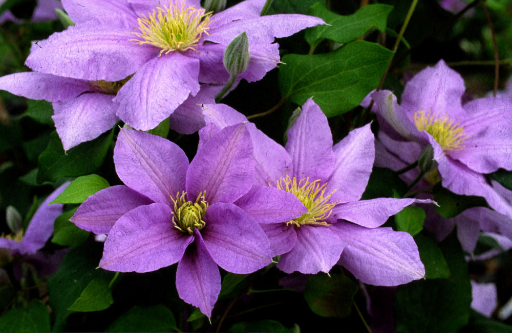 Cezanne™ Clematis (Clematis cezanne &