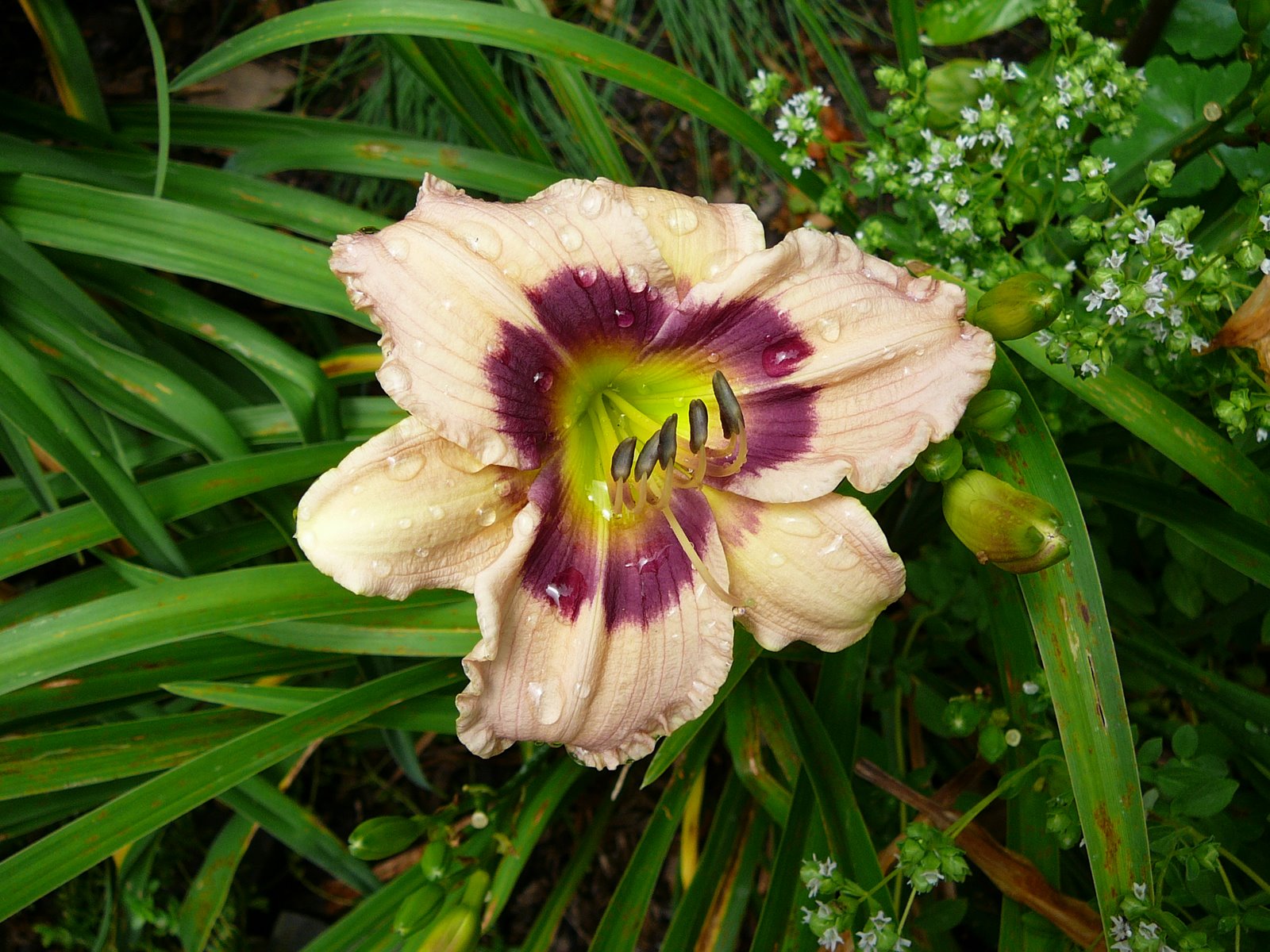 Custard Candy Daylily (Hemerocallis T.A.N. &