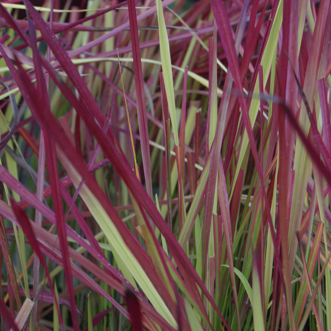 Japanese Blood Grass (Imperata koenigii &