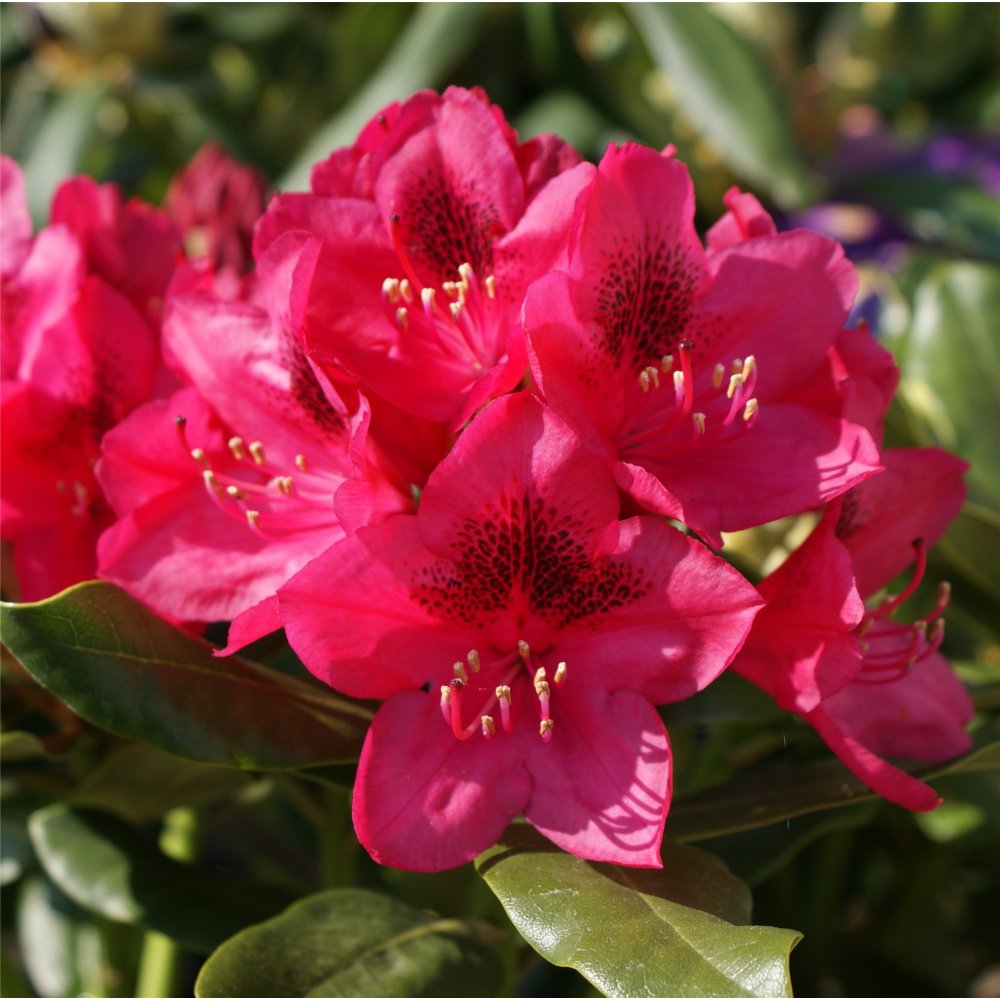 Nova Zembla Rhododendron (Rhododendron nova &