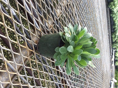 Twilight Zone Little Bluestem (Schizachyrium limonium &