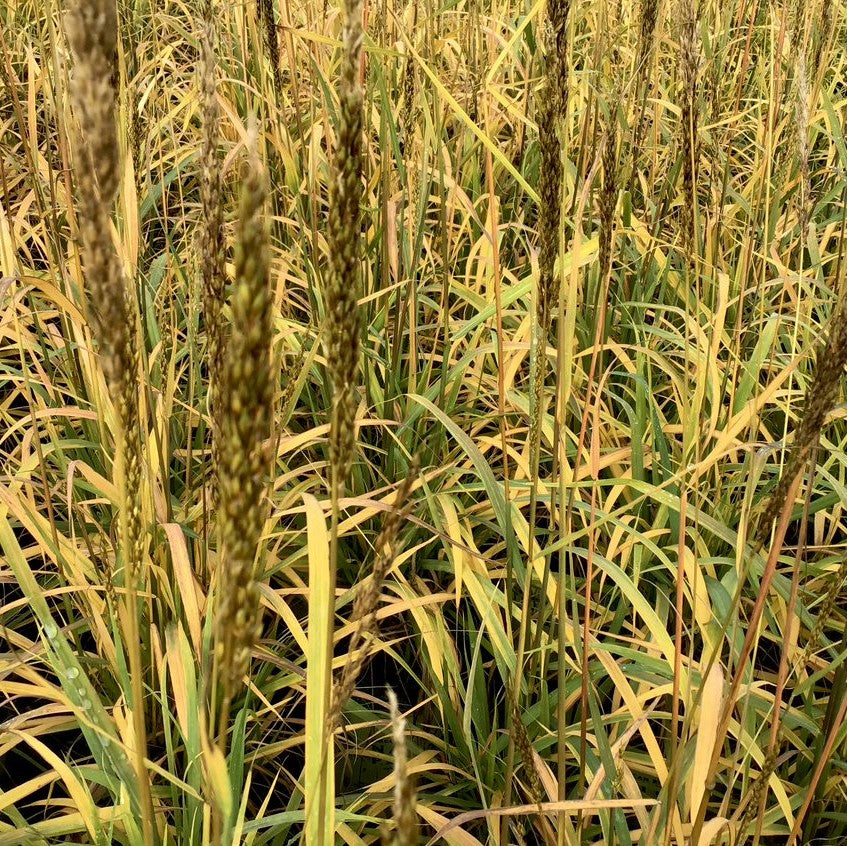 Indian Grass (Sorghastrum &