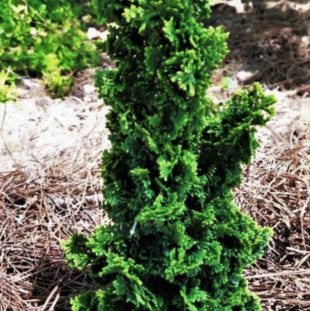 Primo™ Arborvitae (Thuja occidentalis &