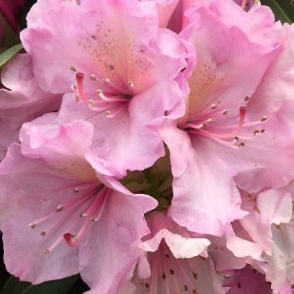 Holden’s™ Pink Rhododendron (Rhododendron &