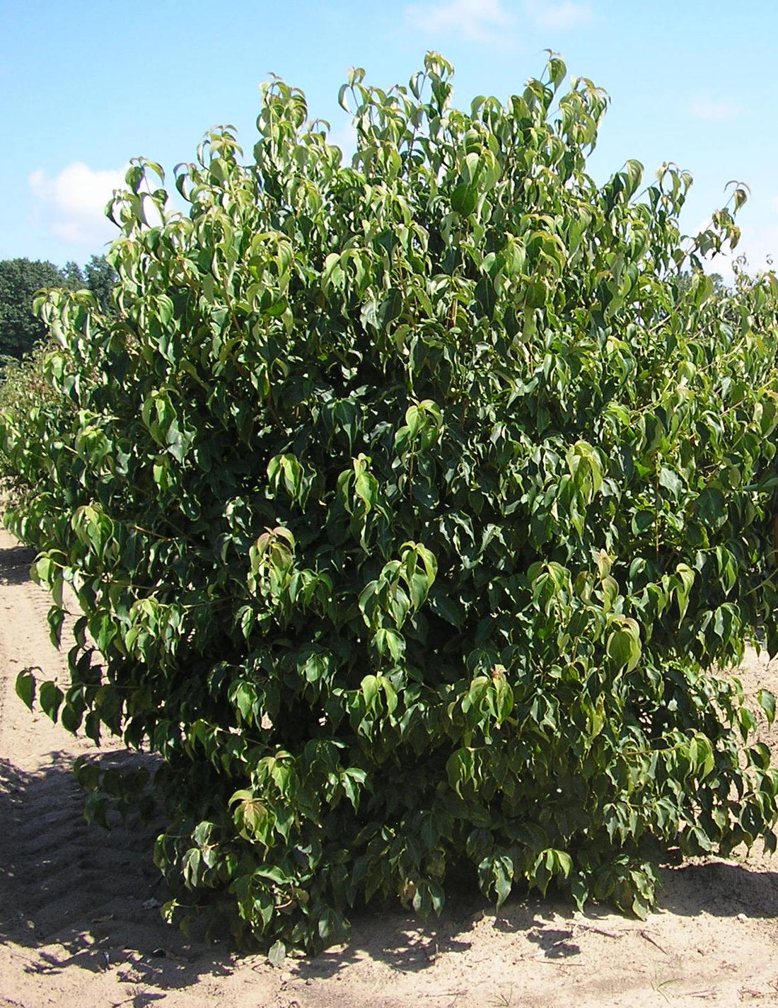Kousa Dogwood (Cornus kousa var. chinensis &