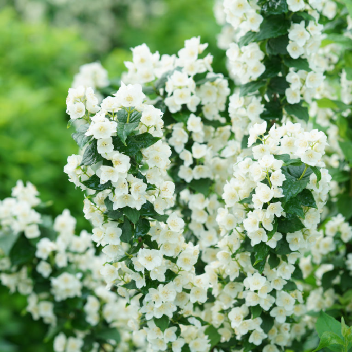 Illuminati Tower® Mockorange (Philadelphus illuminati &