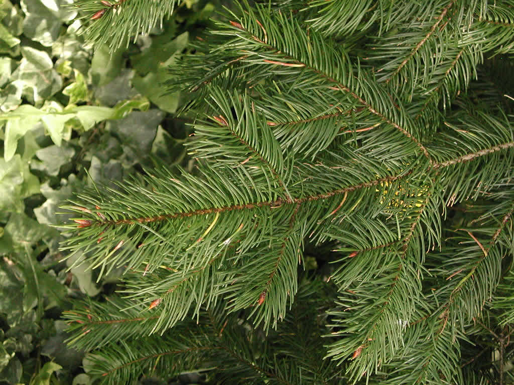Douglas Fir (Pseudotsuga menziesii) - QT
