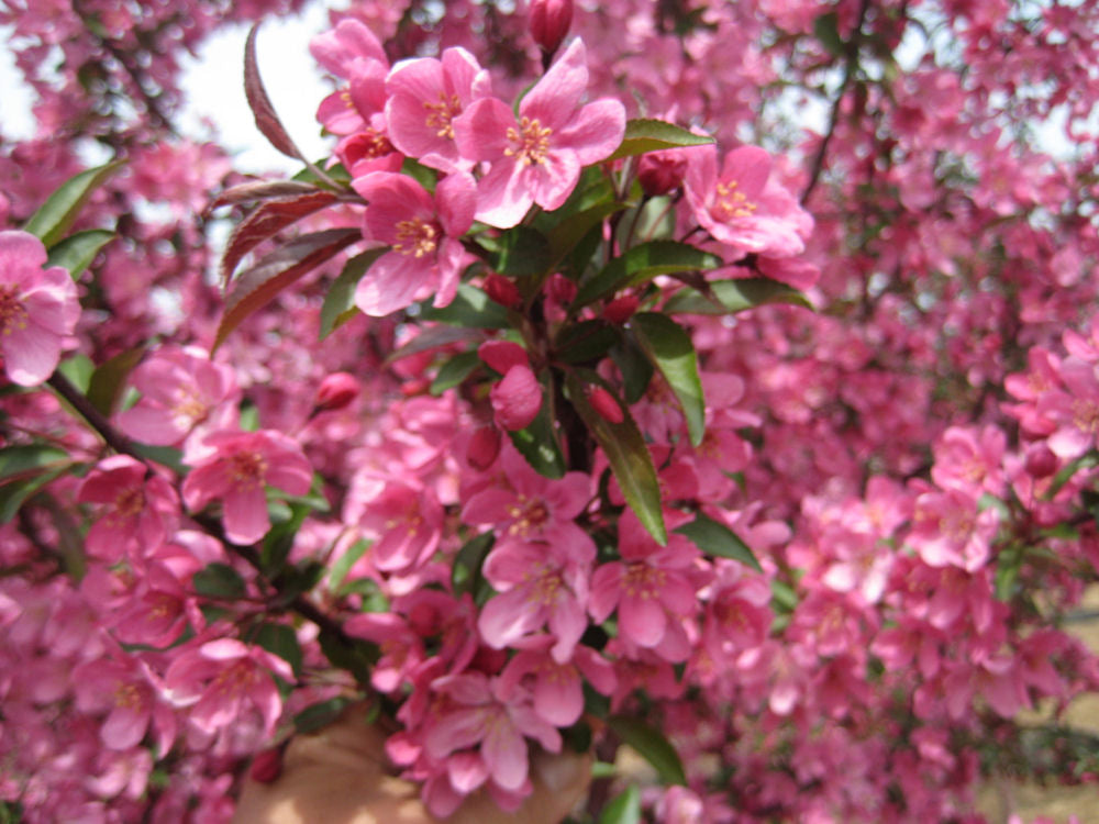 Prairifire Crabapple (Malus &