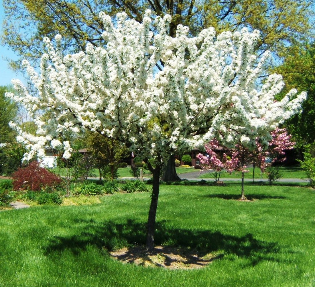 Redbud Crabapple (Malus x zumi &