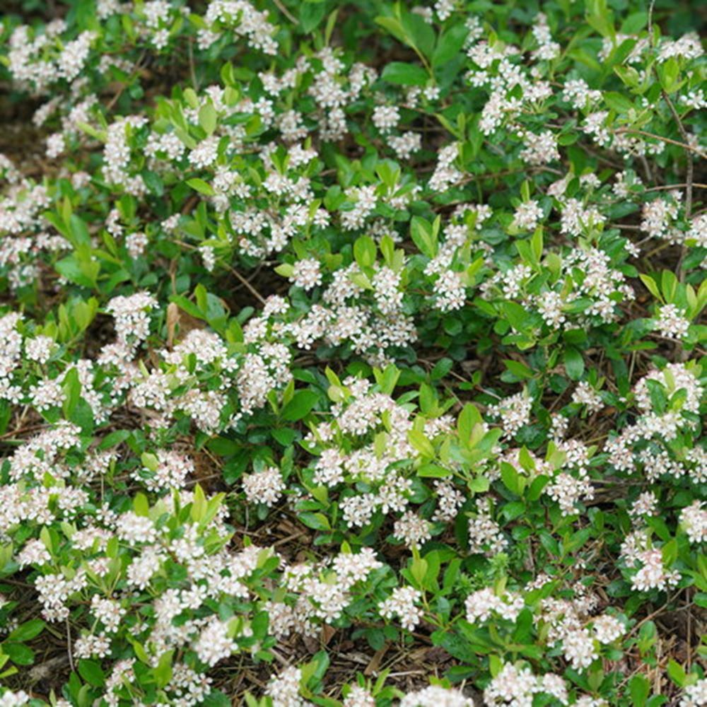 Ground Hug® Aronia melanocarpa (Aronia melanocarpa &