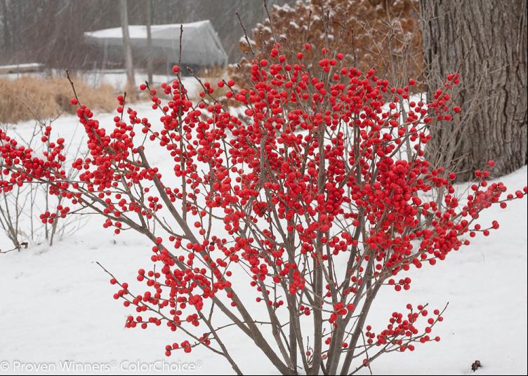 Proven Winners® Color Choice® Berry Poppins® Winterberry Holly (Ilex verticillata &