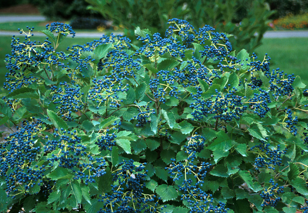 Blue Muffin® Arrowwood Viburnum
(Viburnum dentatum &