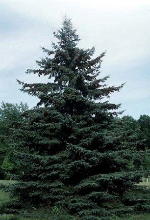 Black Hills Spruce (Picea glauca &