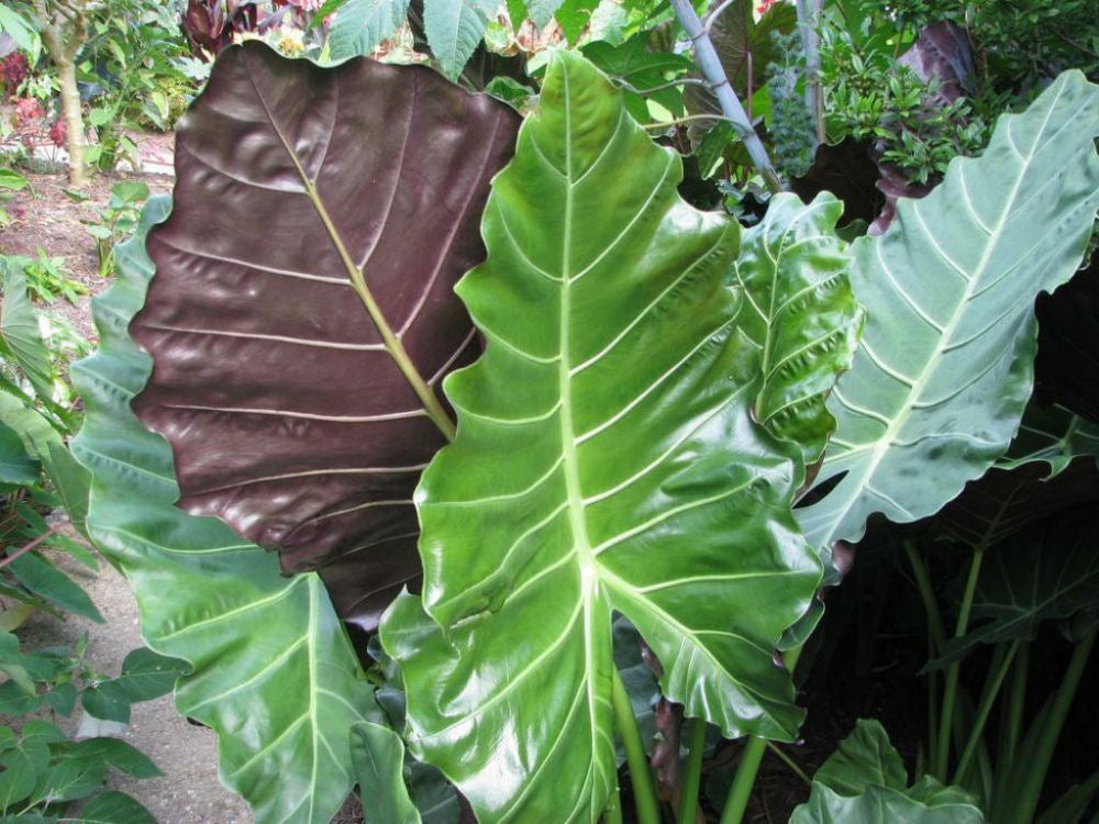 Mayan Mask Elephant Ear (Alocasia &