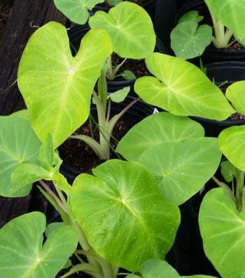 Maui Gold Elephant Ear (Colocasia &