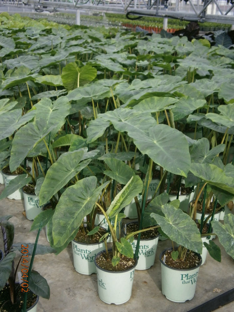 Illustris Elephant Ear (Colocasia antiquorum &