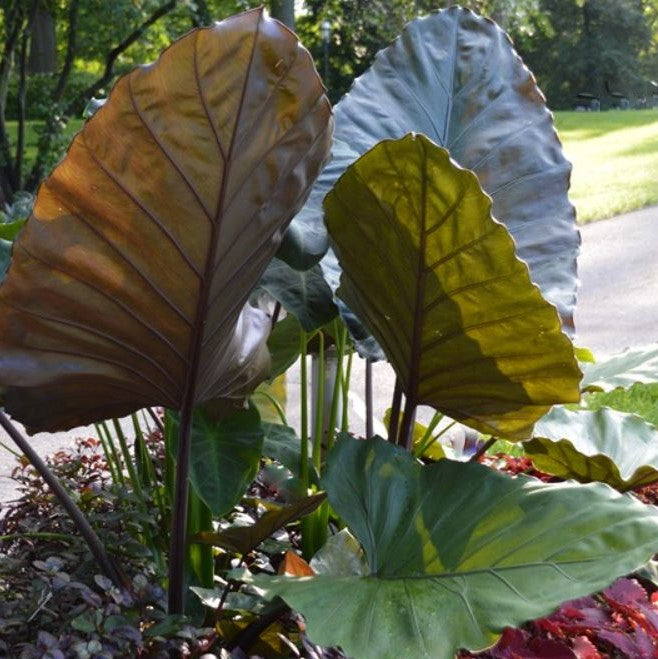 Metal Head Elephant Ear (Alocasia &